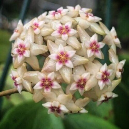 Hoya verticillata