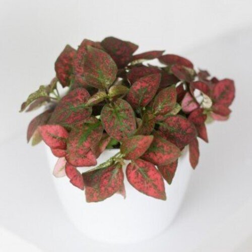 Hypoestes phyllostachya Red