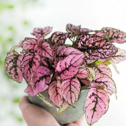 Hypoestes phyllostachya Pink