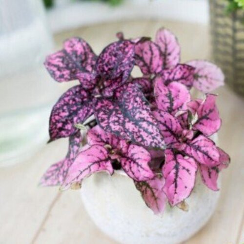 Hypoestes Pink Panther