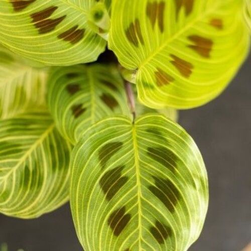 Maranta leuconeura Light Veins