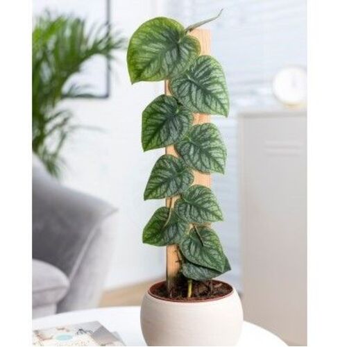 Monstera dubia