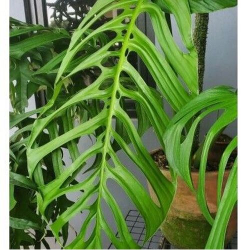 Monstera Esqueleto