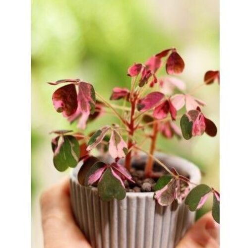 Oxalis spiralis vulcanicola Crazy Plum