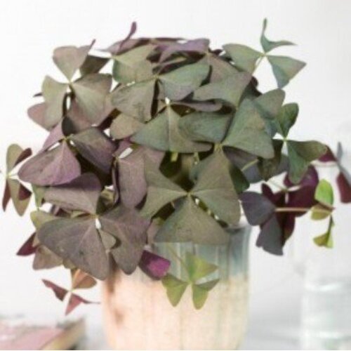 Oxalis triangularis Sanne