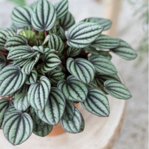 Peperomia albovittata Piccolo Banda