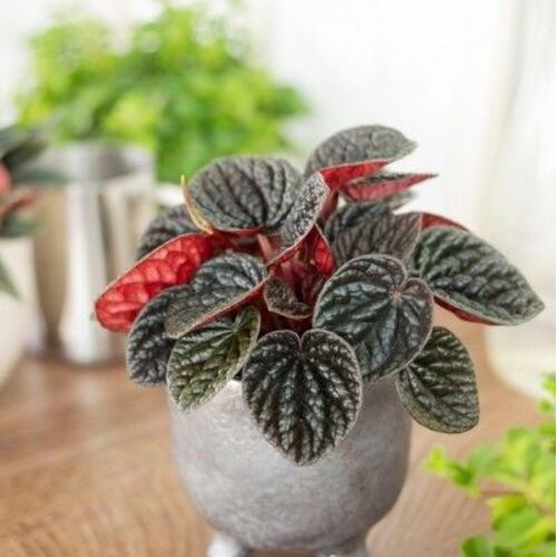 Peperomia caperata Chocolate Ripple