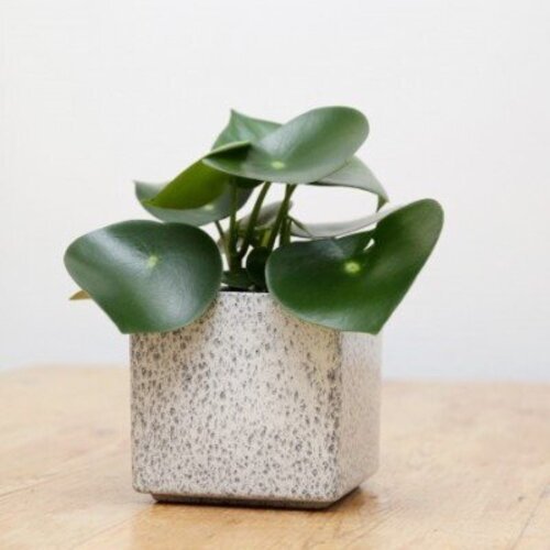 Peperomia Raindrop