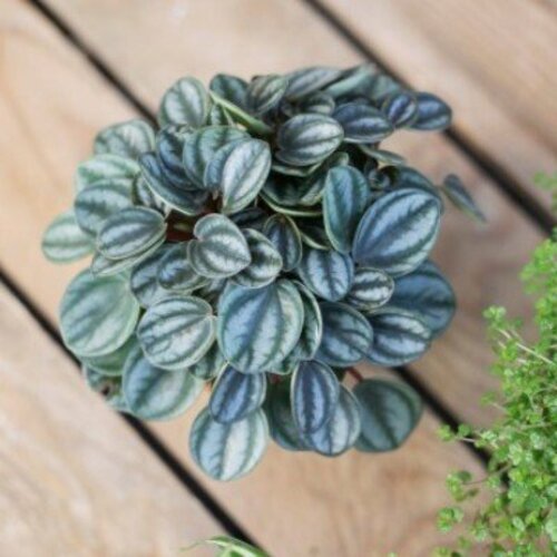 Peperomia caperata Royal Princess