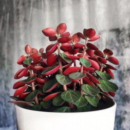 Peperomia verticillata