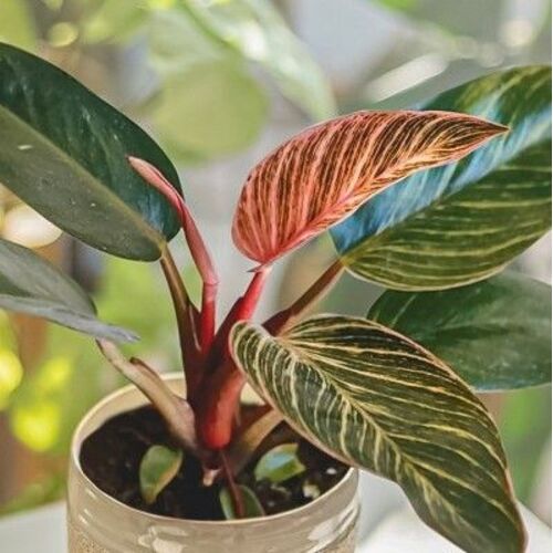 Philodendron Birkin Pink