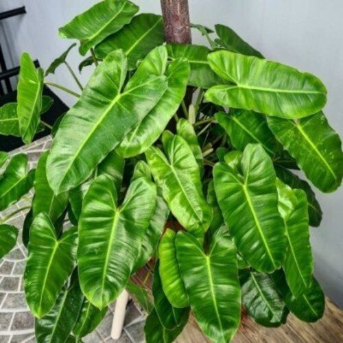 Philodendron Burle Marx