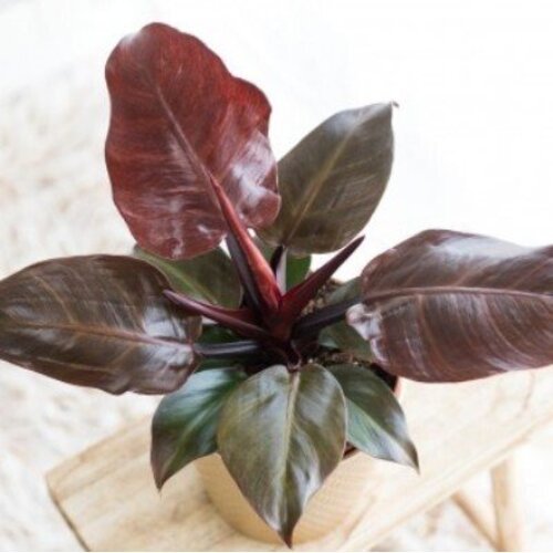 Philodendron Cherry