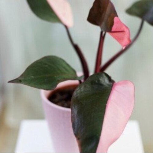 Philodendron erubescens Pink Princess