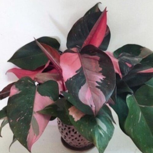 Philodendron erubescens Pink Princess