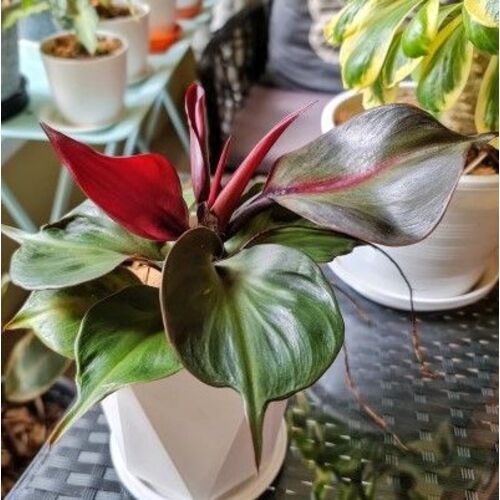 Philodendron erubescens Red Heart