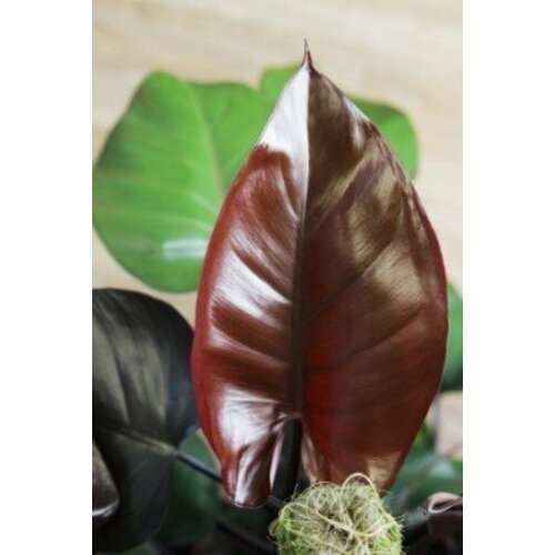 Philodendron erubescens Royal Queen