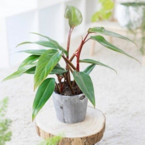 Philodendron Erubescens Ruby Red