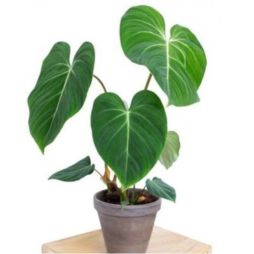 Philodendron gloriosum