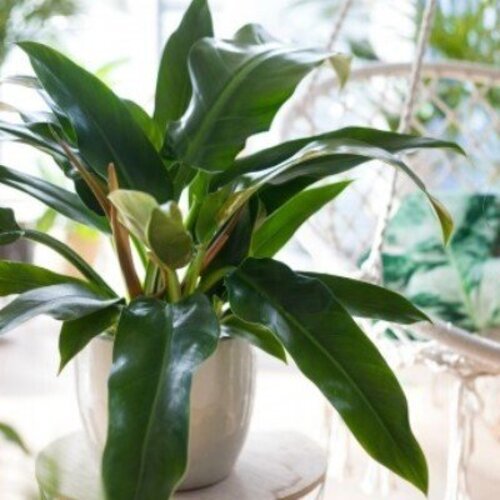 Philodendron Golden Princess