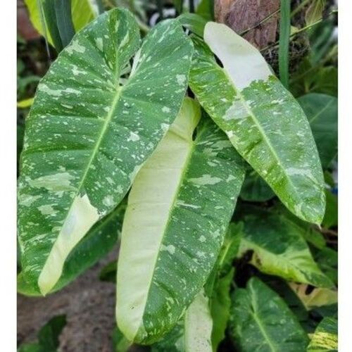 Philodendron Jose Buono