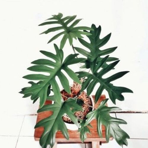 Philodendron mayoi