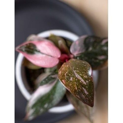 Philodendron Pink Princess Marble