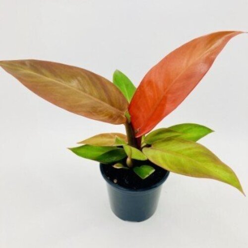 Philodendron Red Sun