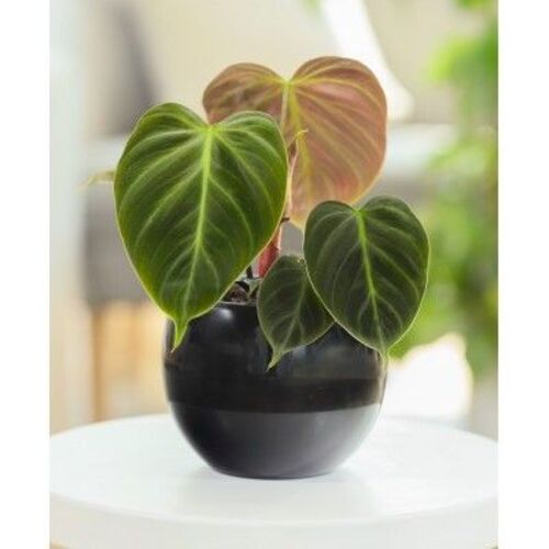 Philodendron El Choco Red