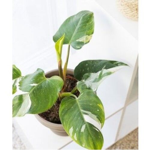 Philodendron White Princess