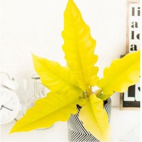 Philodendron Yellow Saw