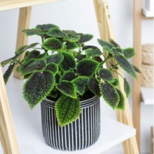 Pilea mollis Moon Valley