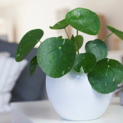 Pilea peperomioides Sugar