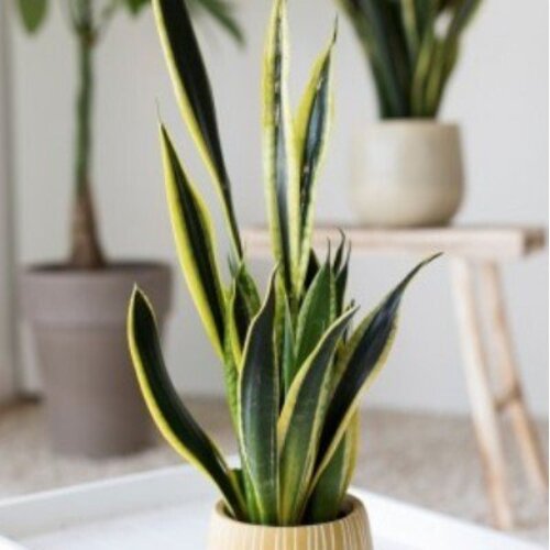 Sansevieria Black Gold