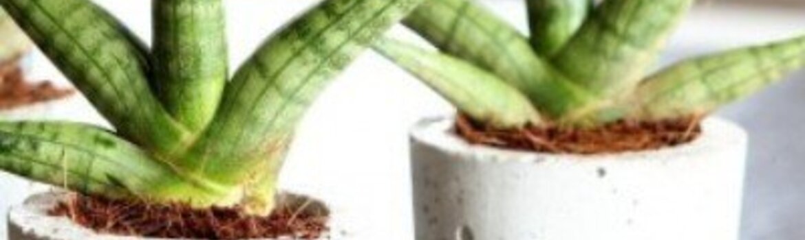 Sansevjera - kambarinė gėlė, kurią auginti itin paprasta
