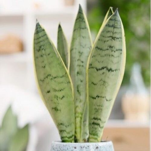 Sansevieria Pearl Young