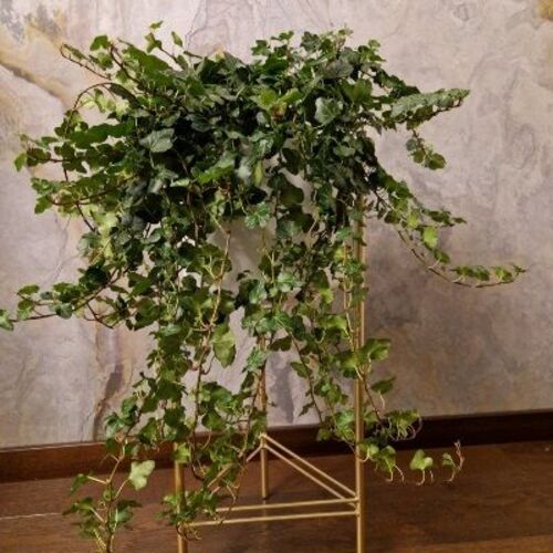 Hedera helix Wonder