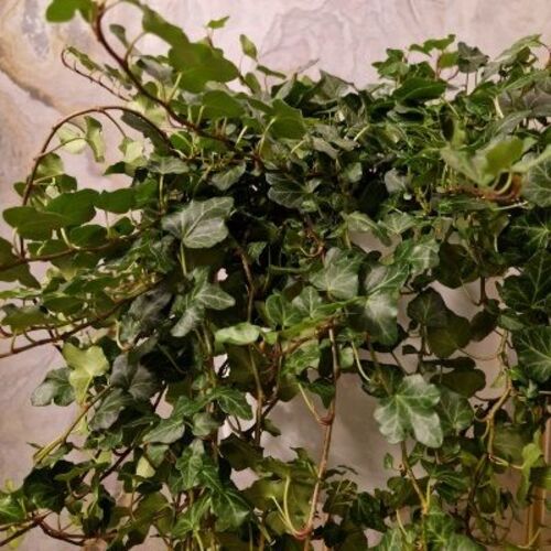 Hedera helix Wonder