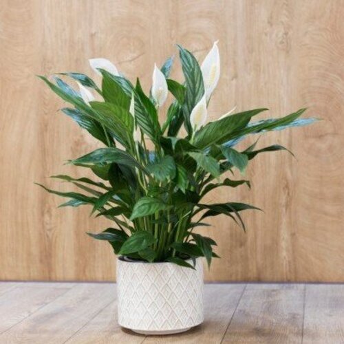 Spathiphyllum Silver Cupido