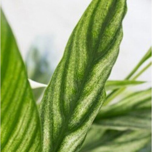 Spathiphyllum Silver Cupido