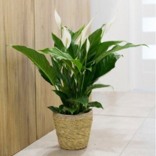 Spathiphyllum Sweet Silvio