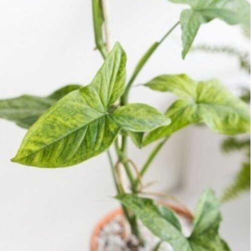 Syngonium Mottled Mojito