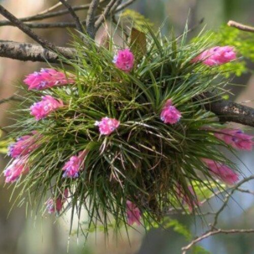 Tillandsia stricta