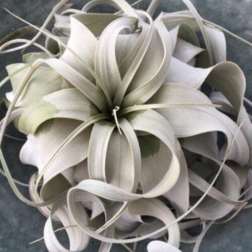 Tillandsia xerographica