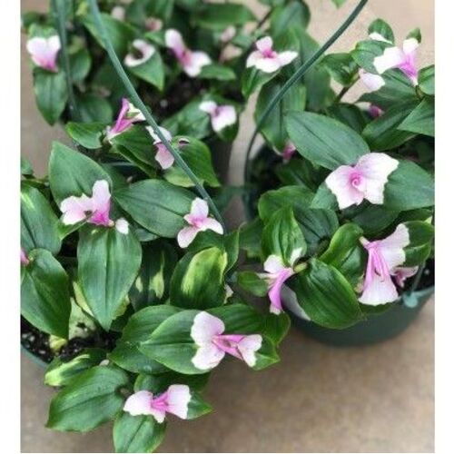 Tradescantia Blushing Bride