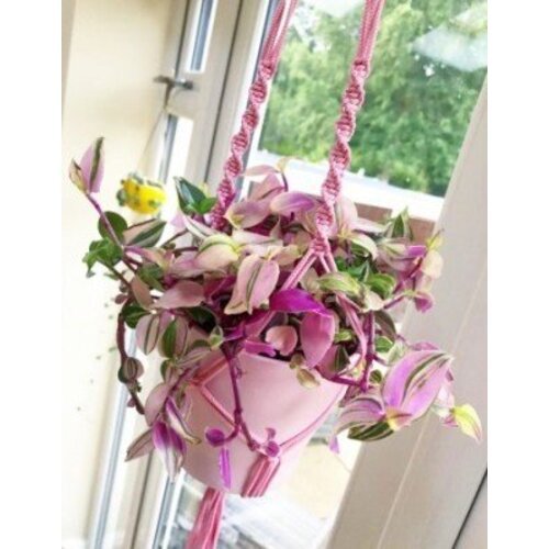 Tradescantia fluminensis Tricolor 1