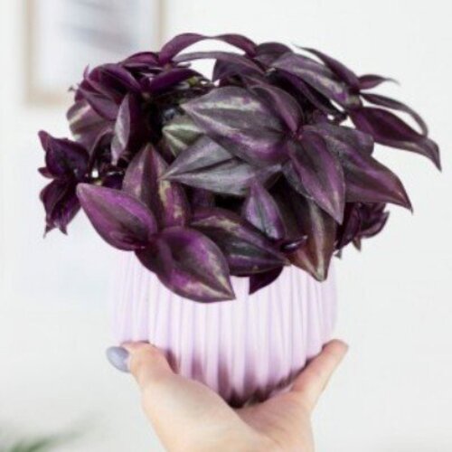 Tradescantia Paars Joy