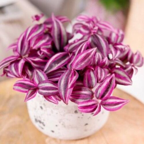 Tradescantia zebrina Pink Paradise